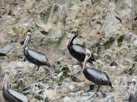Islas-Ballestas_Paracas_Peru_Pelikane