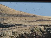 Islas-Ballestas_Paracas_Peru_Vogelschar