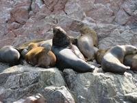 Islas-Ballestas_Paracas_Peru_Seelöwen_mit-jungem-Männchen
