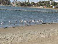 Paracas-Halbinsel_Strandspaziergang_Flamingos