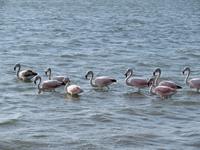 Paracas-Halbinsel_Strandspaziergang_Flamingos