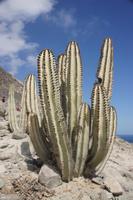 Kakteen-an-der-Küste_auf-dem-Weg-von-Nasca-nach-Arequipa_Peru