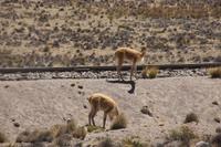 Guanakos_auf-dem-Weg-von-Arequipa-nach-Puno_Peru