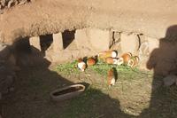 Besuch-einer-Bauernfamilie-bei-Atuncalla_Meerschweinchenstall_Peru