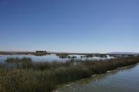 Schilfgebiet-der-Uros_bei-Puno_Titicacasee_Peru