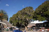 Tulpenbaum-in-Andahuaylillas_Peru