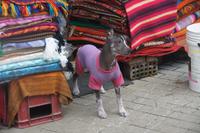 Peruanischer-nackter-Hund