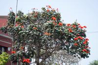 afrikanische Tulpen (2)