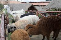 Besuch einer einheimischen Weberfamilie (3)