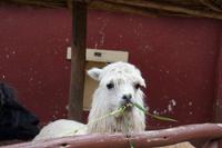 Besuch einer einheimischen Weberfamilie (24)