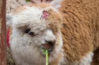 Besuch einer einheimischen Weberfamilie (25)