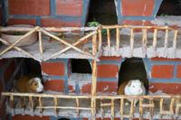 Besuch einer einheimischen Weberfamilie (26)