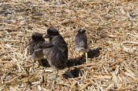 Besuch Schilfinseln der Uros (44)