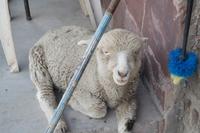 Fahrt von Arequipa nach Puno (3)