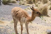 Fahrt von Arequipa nach Puno (5)