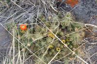 Grabtürme von Sillustani (14)