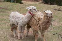 Lamas (3)