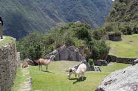 Machu Picchu (47)