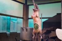 Meerschweinchen Essen