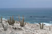 Panoramafahrt entlang der Pazifikküste (20)