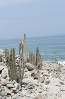 Panoramafahrt entlang der Pazifikküste (25)