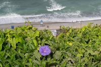 Pazifikküste von Lima (5)