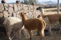 Stopp an einem Inkadorf (4)