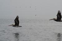 Tierwelt auf den Ballestas Inseln (3)