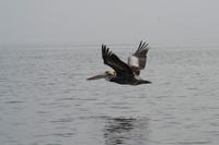 Tierwelt auf den Ballestas Inseln (4)