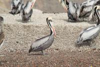 Tierwelt auf den Ballestas Inseln (5)