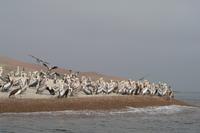 Tierwelt auf den Ballestas Inseln (6)