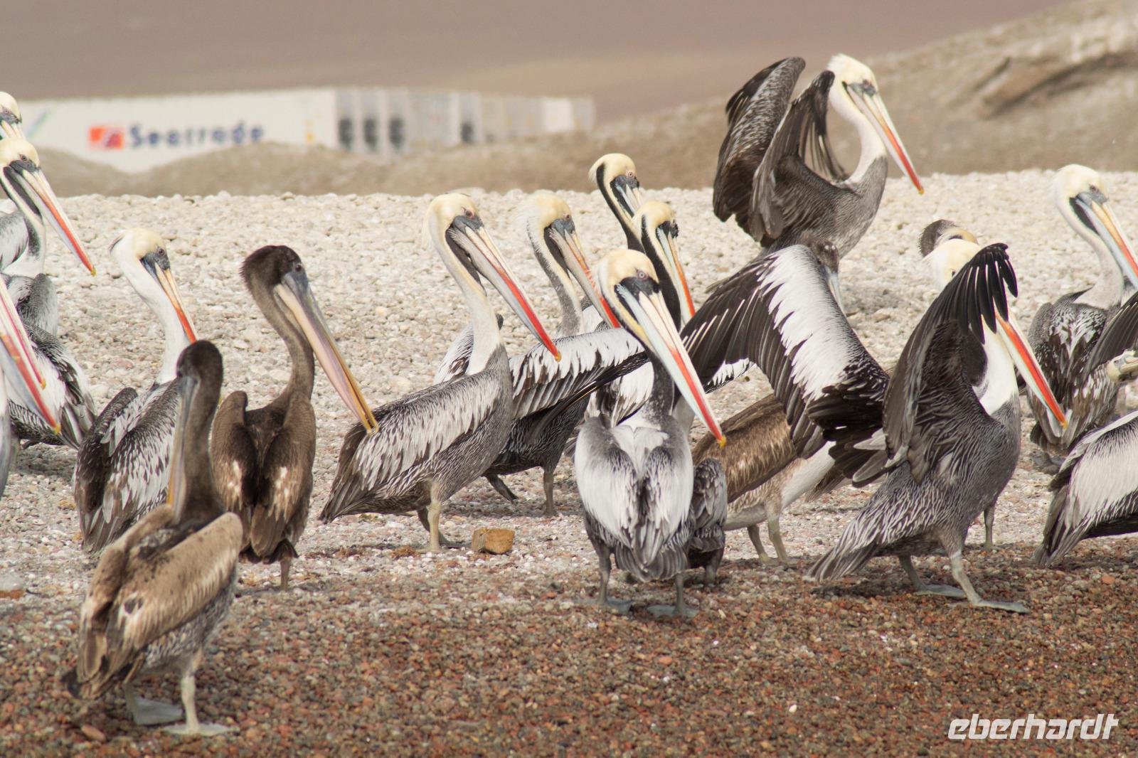 Tierwelt auf den Ballestas Inseln (7)