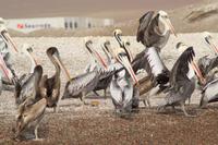 Tierwelt auf den Ballestas Inseln (7)