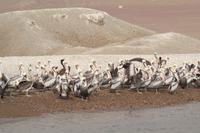 Tierwelt auf den Ballestas Inseln (8)