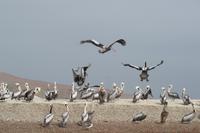 Tierwelt auf den Ballestas Inseln (9)