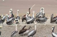 Tierwelt auf den Ballestas Inseln (10)