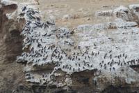 Tierwelt auf den Ballestas Inseln (12)