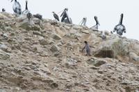 Tierwelt auf den Ballestas Inseln (23)