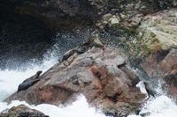 Tierwelt auf den Ballestas Inseln (26)