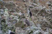 Tierwelt auf den Ballestas Inseln (37)