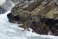 Tierwelt auf den Ballestas Inseln (39)