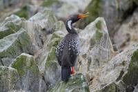 Tierwelt auf den Ballestas Inseln (40)