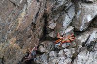 Tierwelt auf den Ballestas Inseln (42)