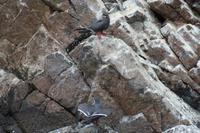 Tierwelt auf den Ballestas Inseln (44)