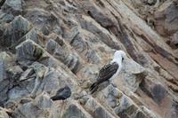 Tierwelt auf den Ballestas Inseln (46)