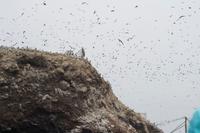 Tierwelt auf den Ballestas Inseln (47)