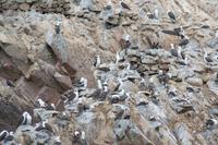 Tierwelt auf den Ballestas Inseln (49)