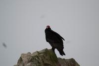 Tierwelt auf den Ballestas Inseln (51)