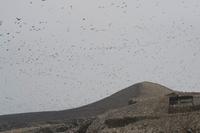 Tierwelt auf den Ballestas Inseln (53)