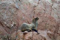 Tierwelt auf den Ballestas Inseln (54)